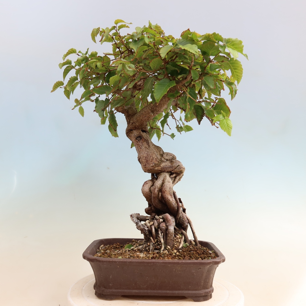 Bonsaï d'extérieur -Carpinus CARPINOIDES - Charme de Corée