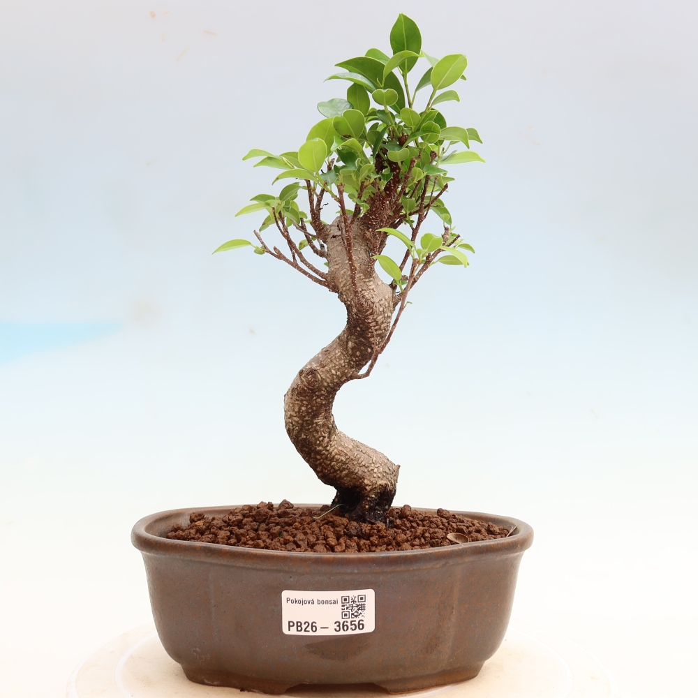 Salle bonsaï - Ficus kimmen - ficus à petites feuilles