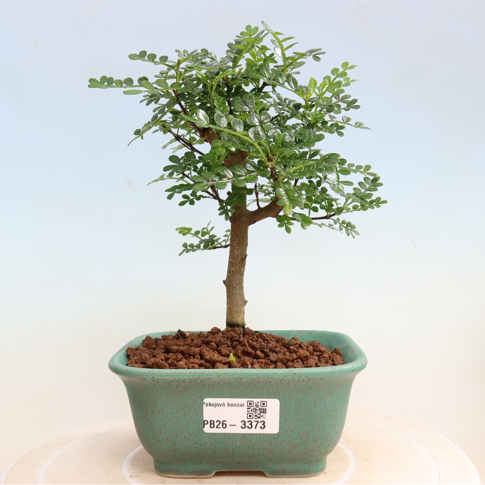 Salle bonsaï - Zantoxylum piperitum - arbre à poivre
