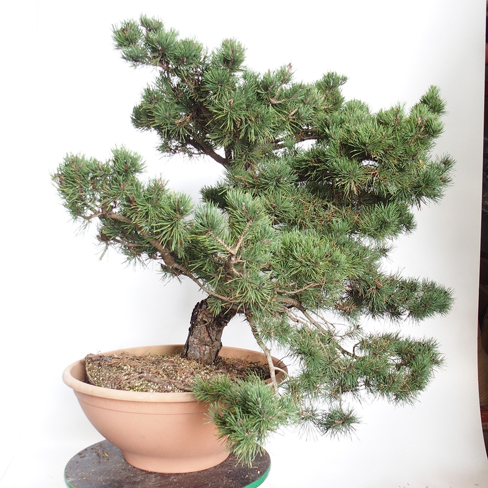 Yamadori - Pinus sylvestris Espagne