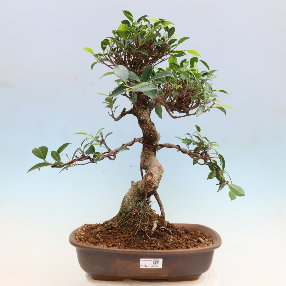 Salle bonsaï - Ficus kimmen - ficus à petites feuilles