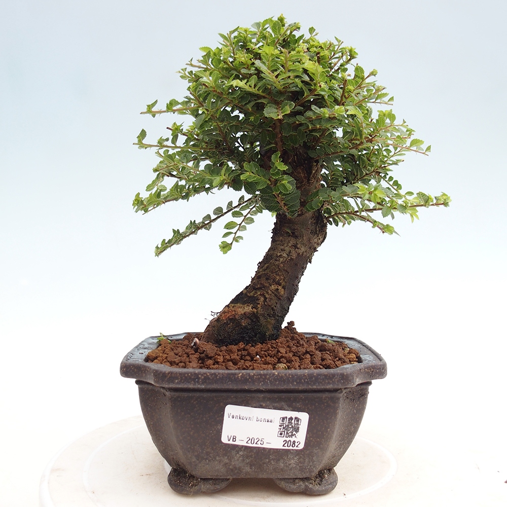 Bonsaï d'extérieur - Ulmus parvifolia Hokkaido - Orme de Chine