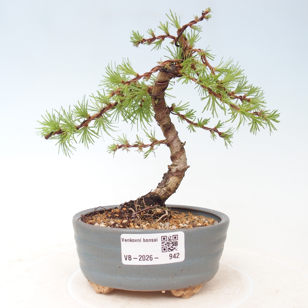 Bonsaï d'extérieur - Larix Kaempferi - Mélèze du Japon