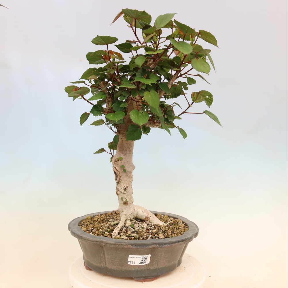 Bonsaï d'intérieur - Hibiscus tiliaceus - Hibiscus de mer