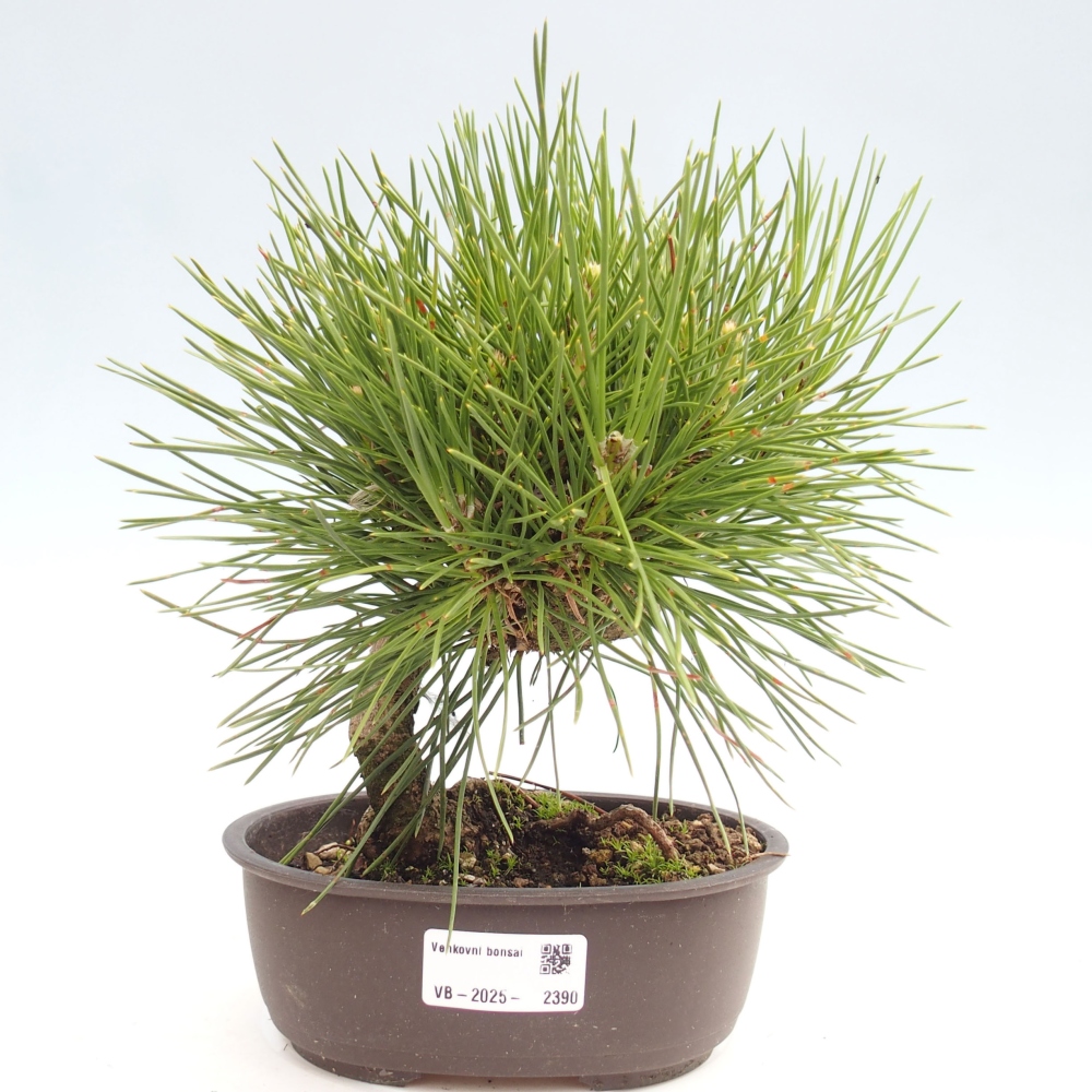 Bonsaï d'extérieur - Pinus thunbergii - Pin de Thunberg