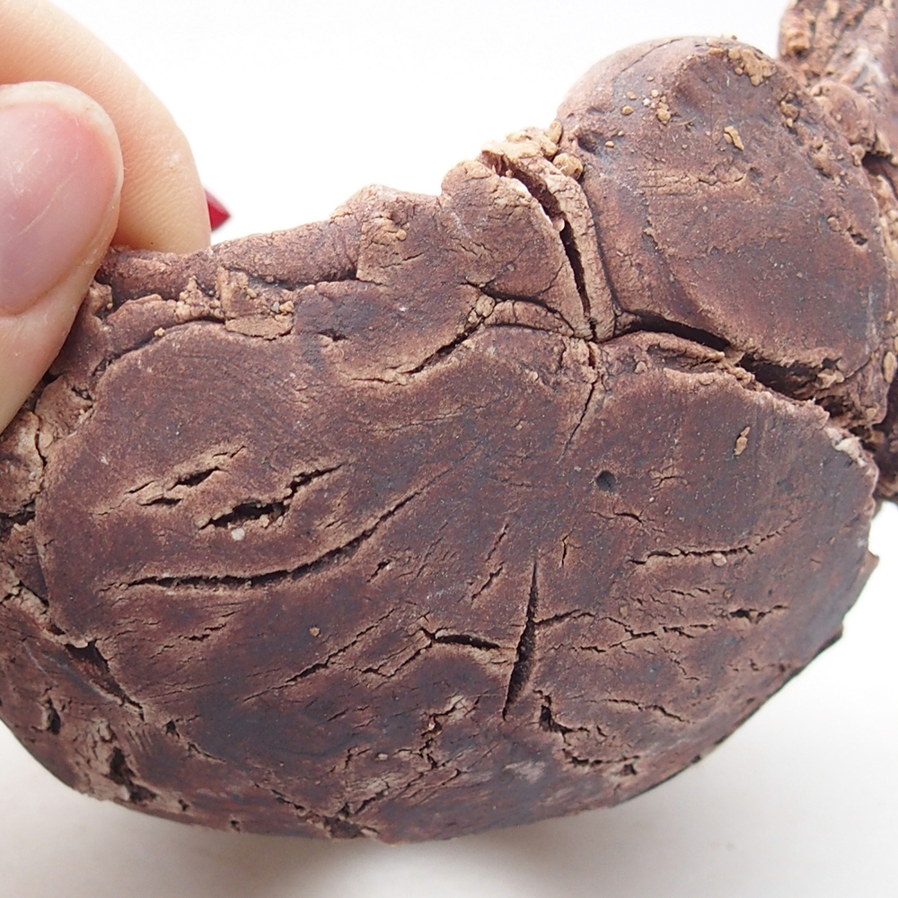 Coquille en céramique 9 x 9 x 6 cm , couleur marron