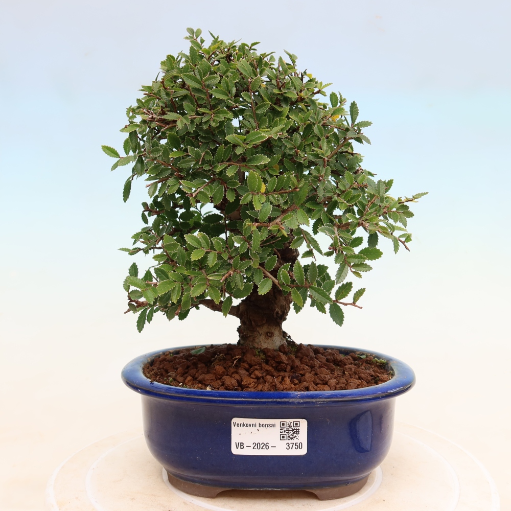 Bonsaï d'extérieur - Zelkova - Zelkova NIRE
