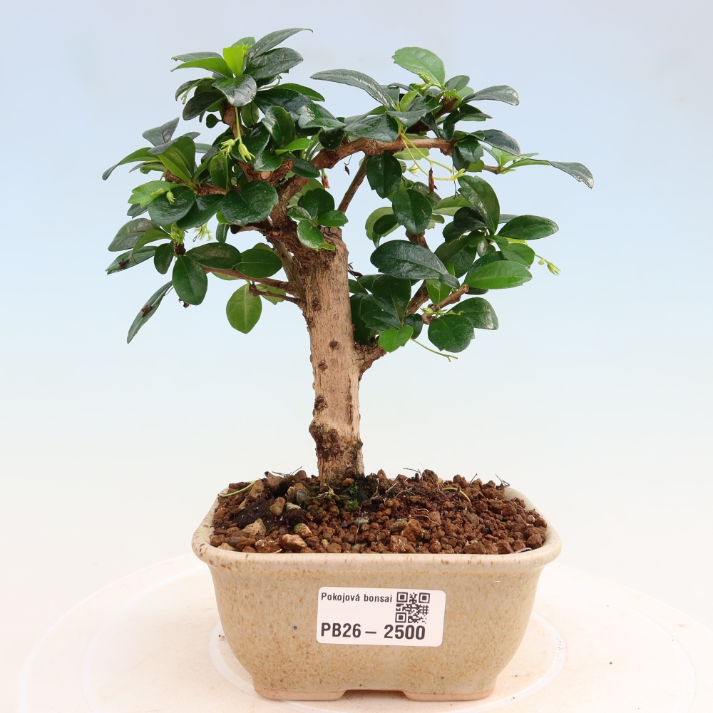 Bonsaï de chambre - Carmona macrophylla - Tea fuki
