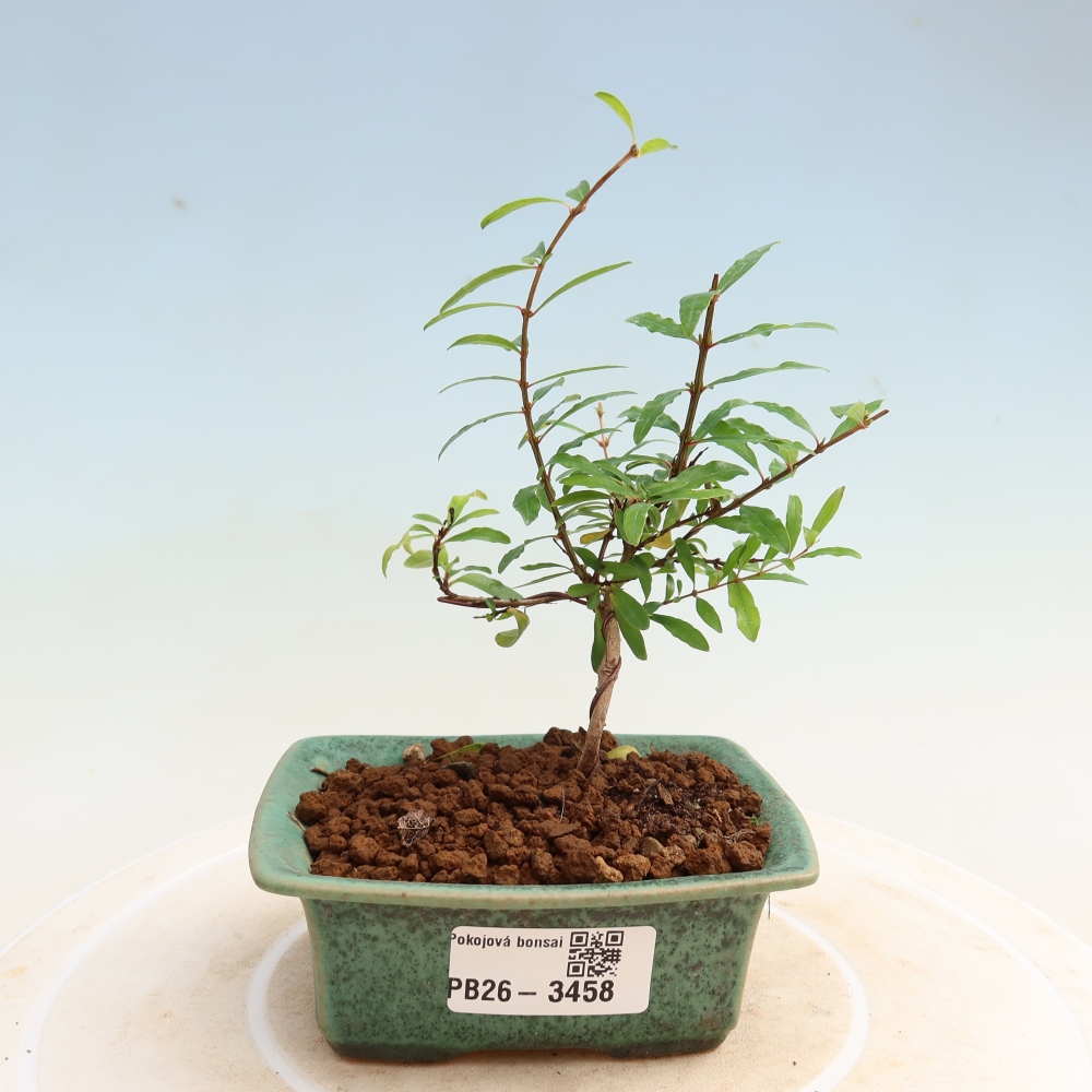 Bonsaï de chambre-PUNICA granatum nana-Pomme grenat