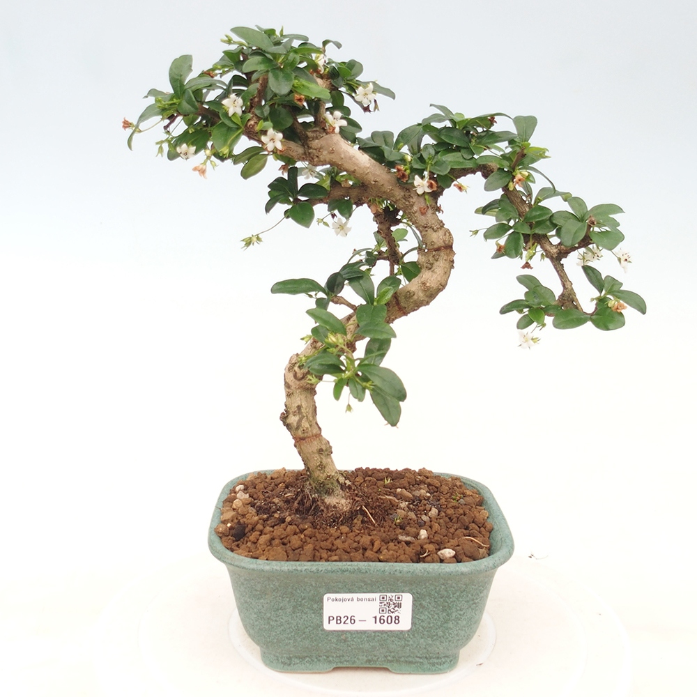 Bonsaï de chambre - Carmona macrophylla - Tea fuki