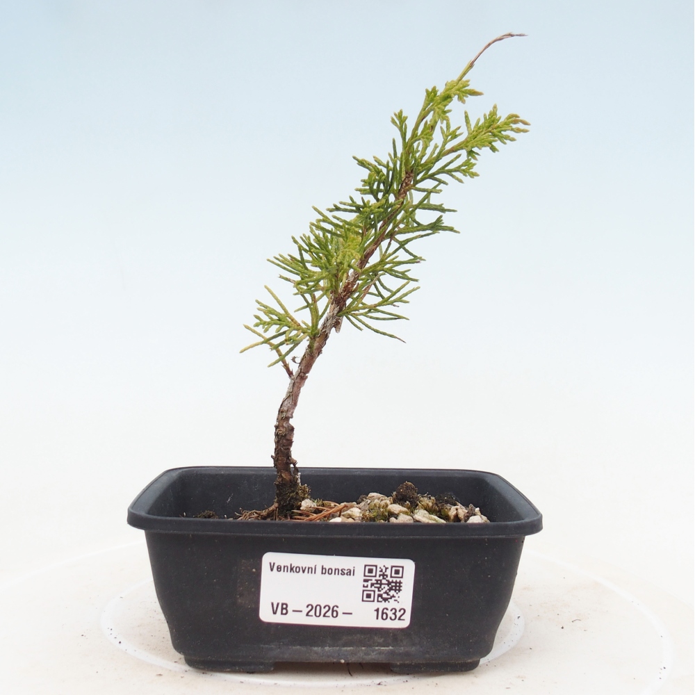 Bonsaï d'extérieur - Juniperus chinensis Itoigawa
