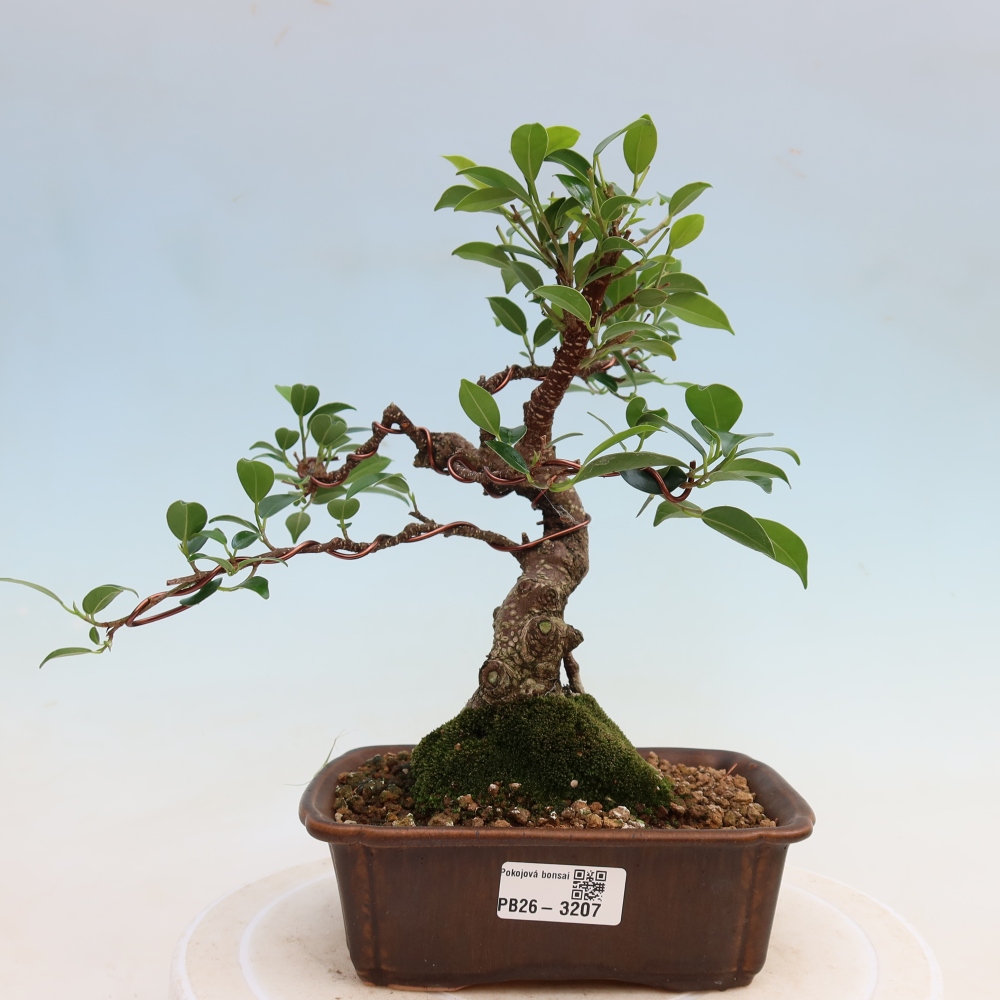 Salle bonsaï - Ficus kimmen - ficus à petites feuilles