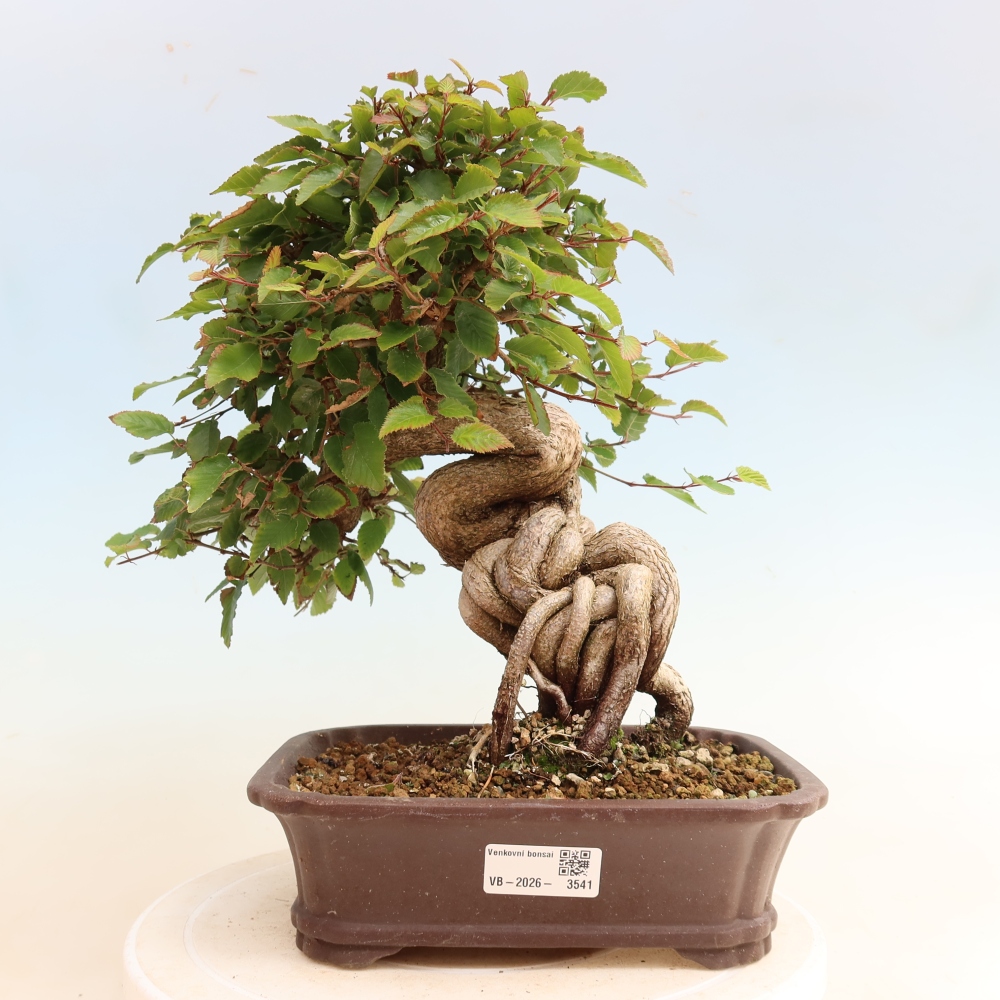 Bonsaï d'extérieur -Carpinus CARPINOIDES - Charme de Corée