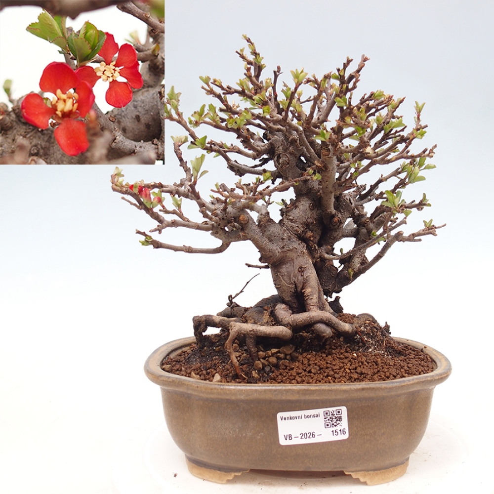 Bonsaï d'extérieur - Chaneomeles speciosa - Coing