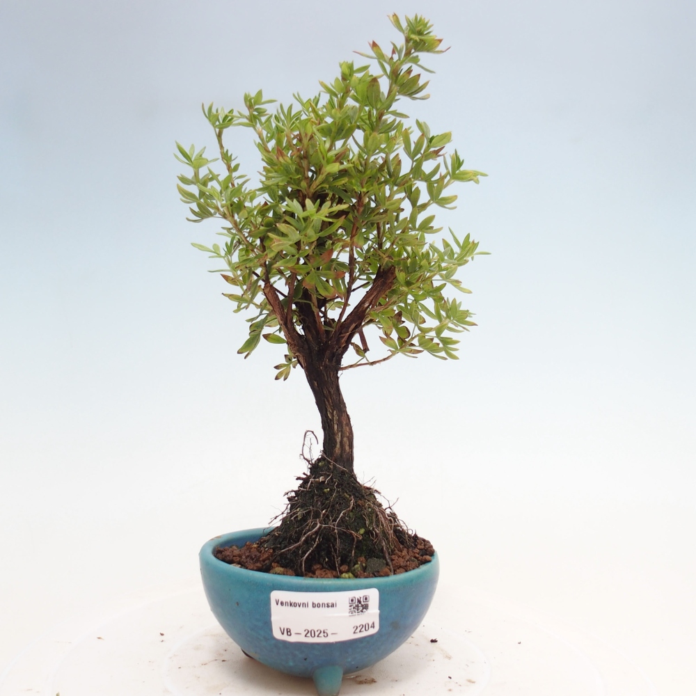 Bonsaï d'extérieur - Potentila fruticosa yellow Bird