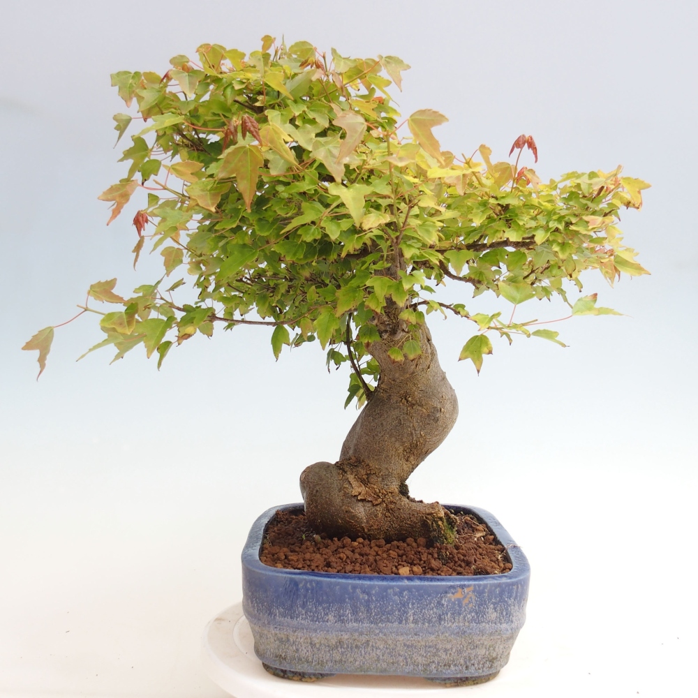 Bonsaï d'extérieur - Acer Buergerianum - Burger Maple