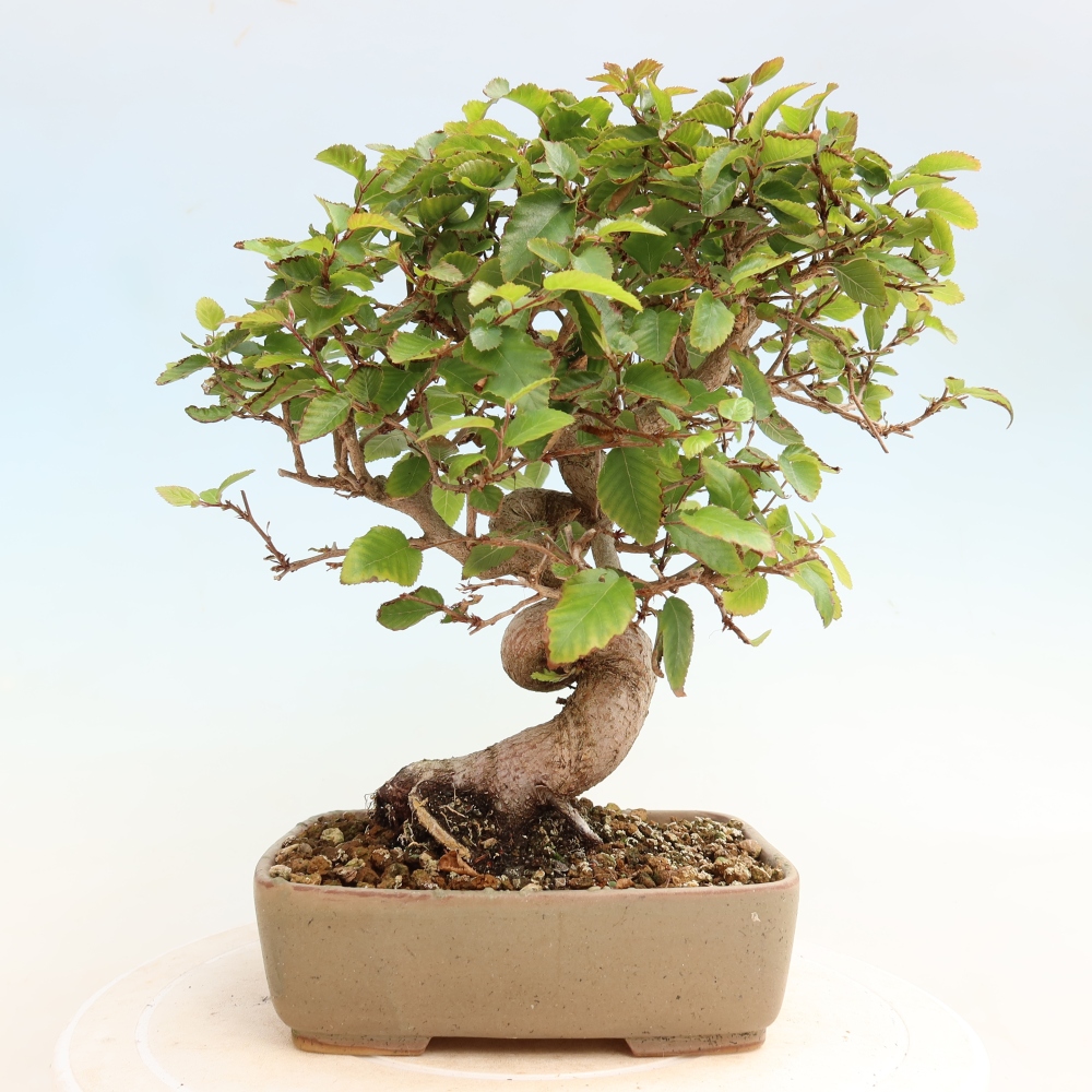Bonsaï d'extérieur -Carpinus CARPINOIDES - Charme de Corée