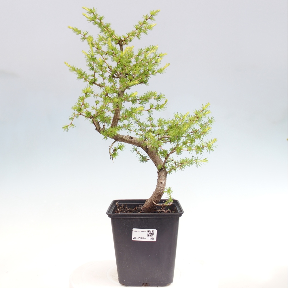 Bonsaï d'extérieur -Larix decidua - Mélèze