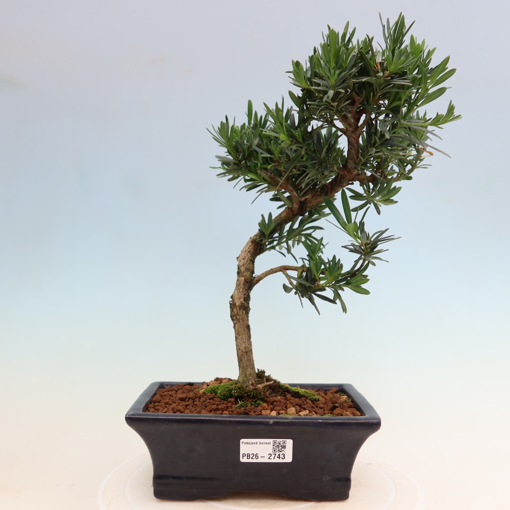 Salle bonsaï - Podocarpus - If en pierre