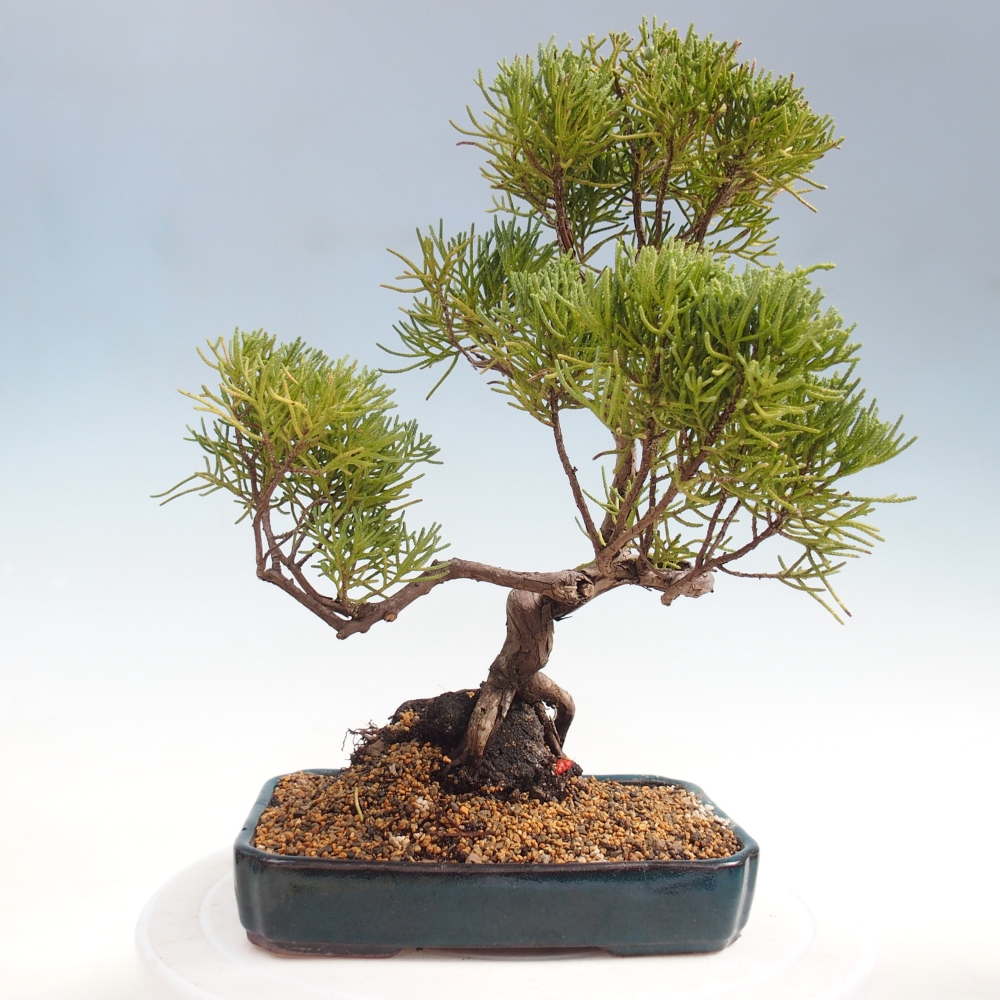 Bonsaï d'extérieur - Juniperus chinensis Kishu