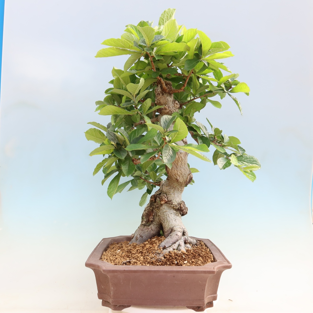 Bonsaï d'extérieur - Photinia villosa