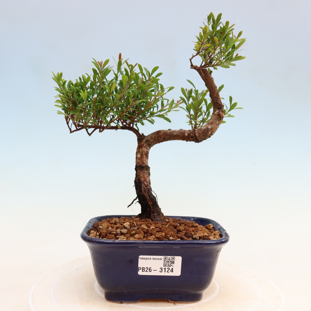 Bonsaï de chambre - Syzygium - Pimento