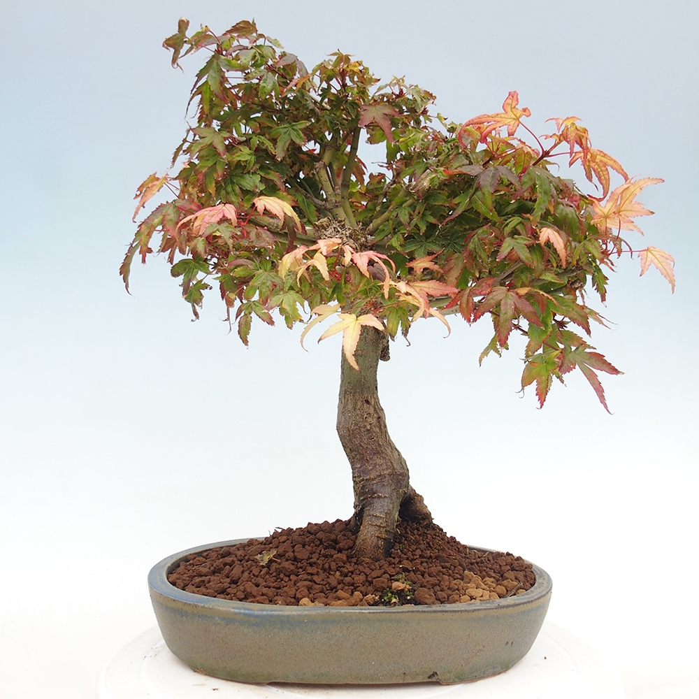 Acer palmatum KIOHIME - Érable palmé
