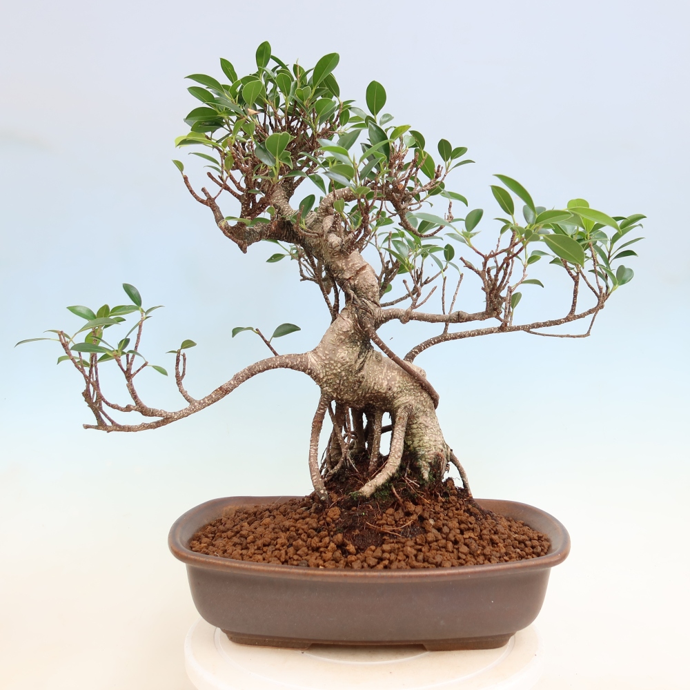 Salle bonsaï - Ficus kimmen - ficus à petites feuilles