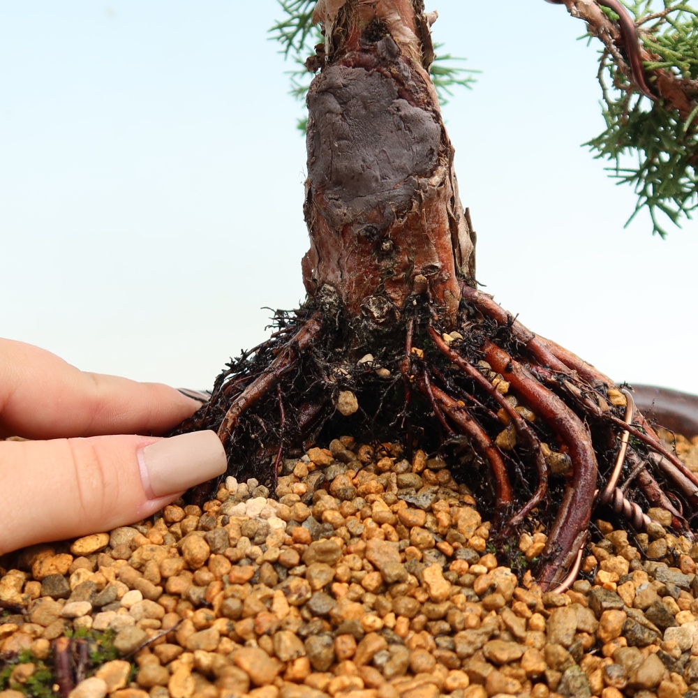 Bonsaï d'extérieur - Juniperus chinensis Kishu