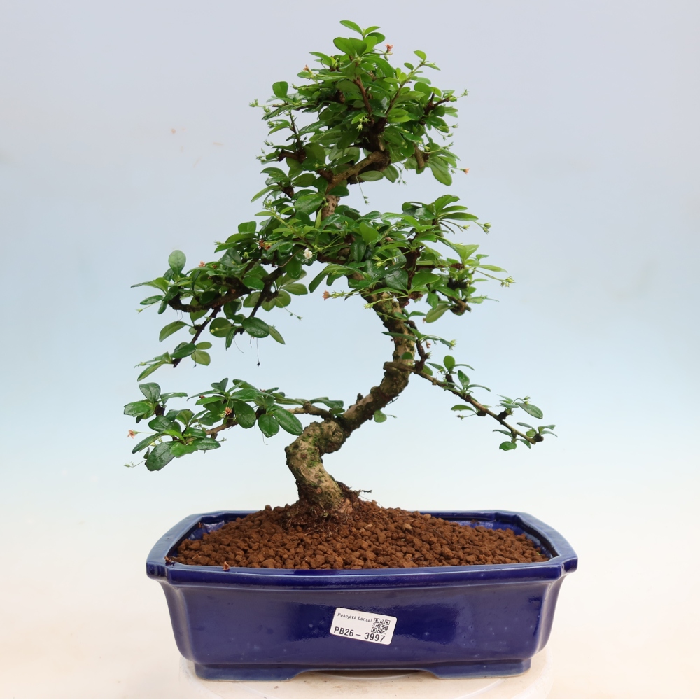 Bonsaï de chambre - Carmona macrophylla - Tea fuki