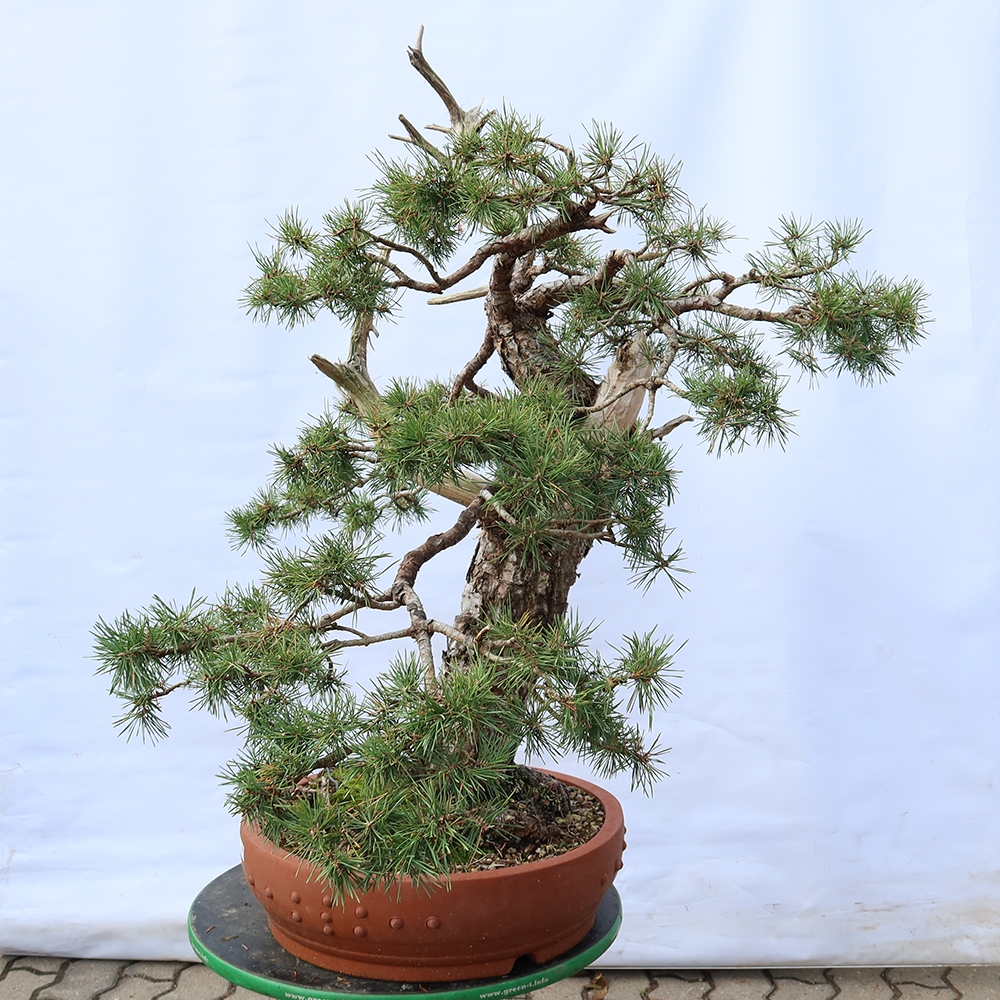Pinus sylvestris Espagne - pin sylvestre