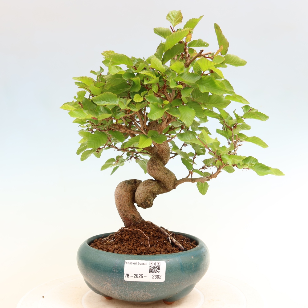 Bonsaï d'extérieur -Carpinus Coreana - Charme de Corée