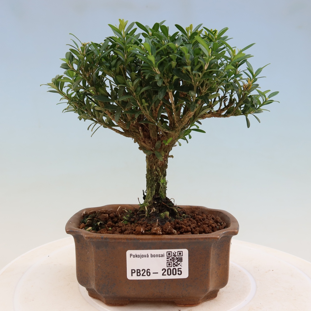 Bonsaï de chambre - Buxus harlandii - buxus liège