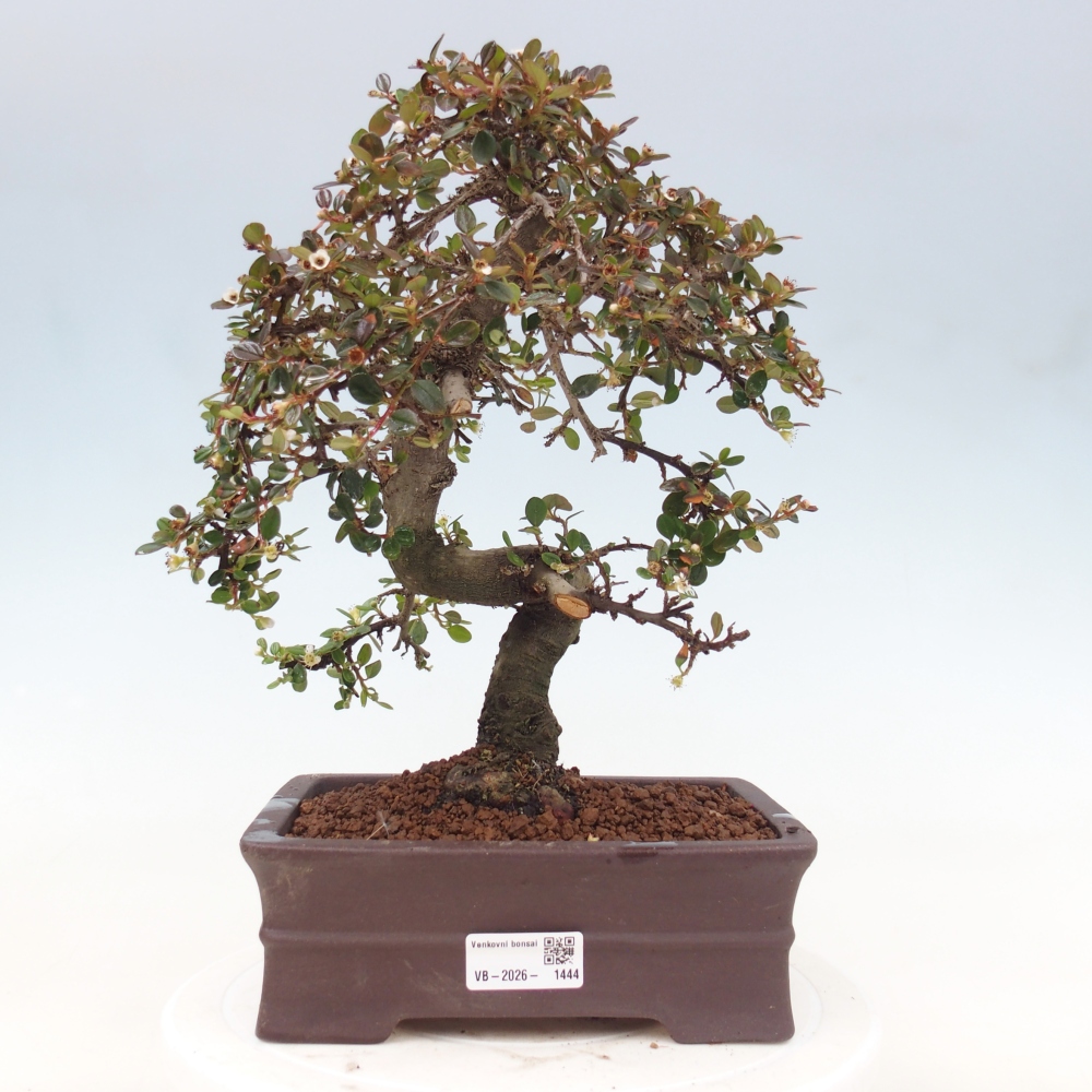 Bonsaï d'extérieur-Cotoneaster dammeri - Damer's Rock
