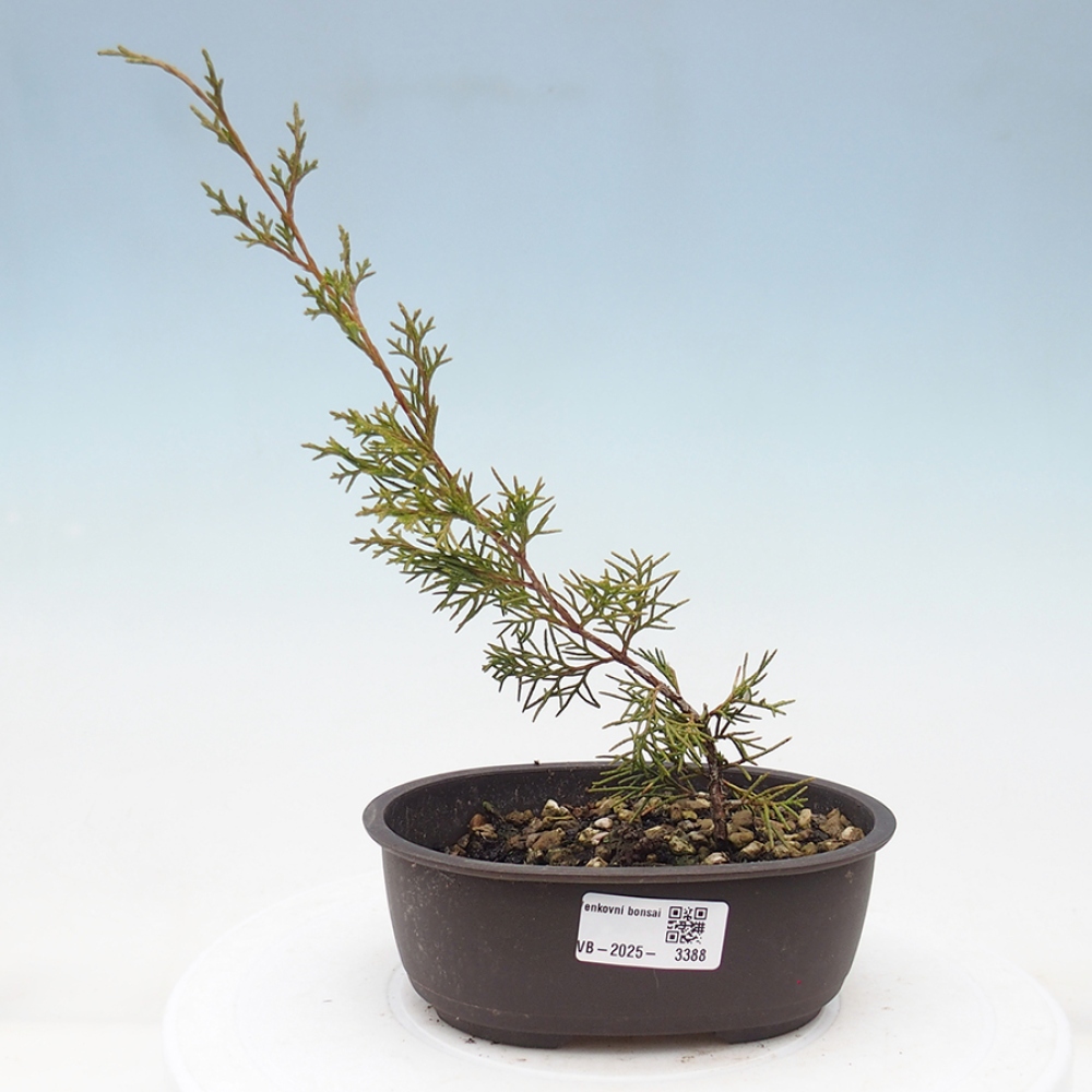 Bonsaï d'extérieur - Juniperus chinensis Itoigawa