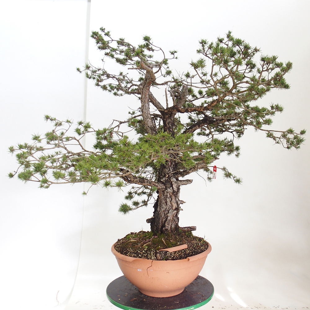 Yamadori - Pinus sylvestris Espagne