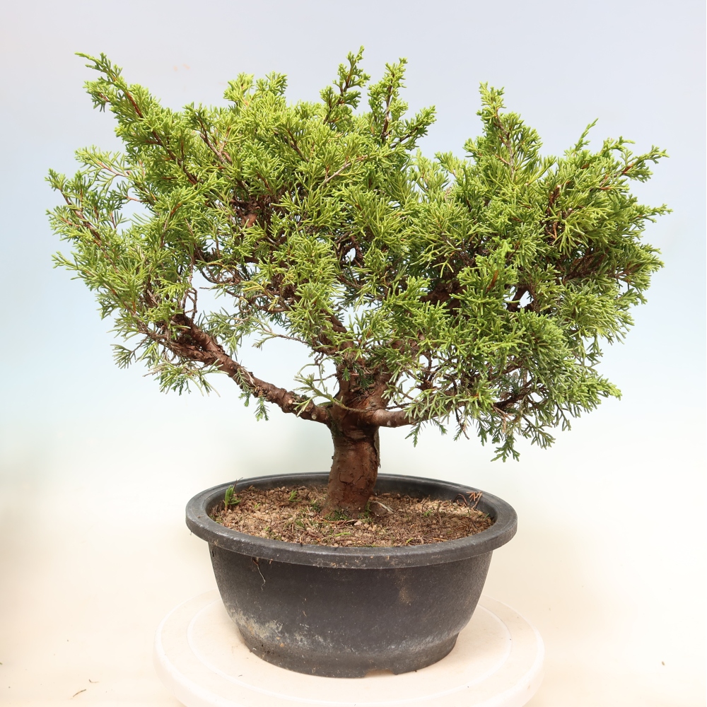 Bonsaï d'extérieur - Juniperus chinensis Itoigawa-Juniperus chinensis