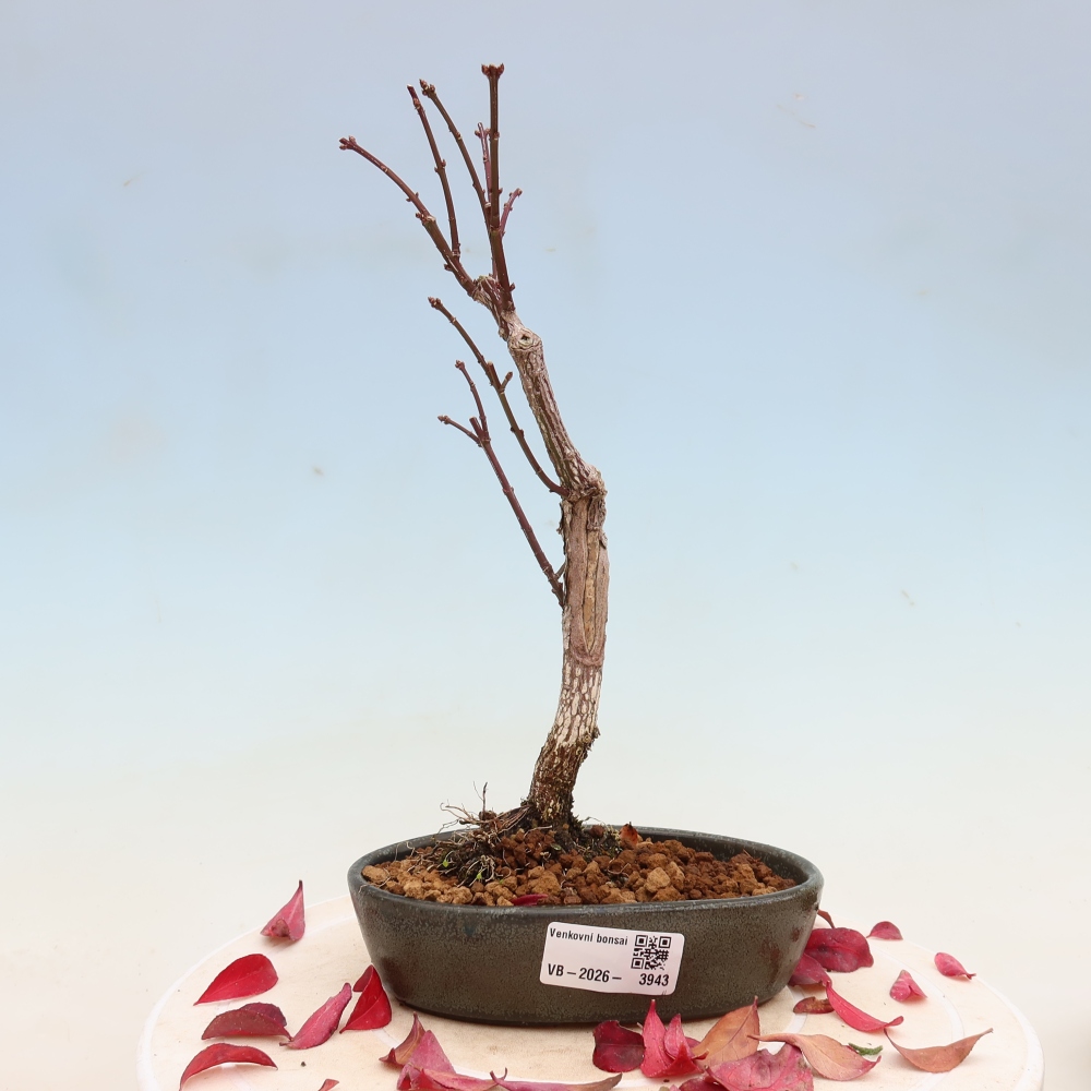 Bonsaï d'extérieur -  Euonymus alatus comactus  - fusain ailé