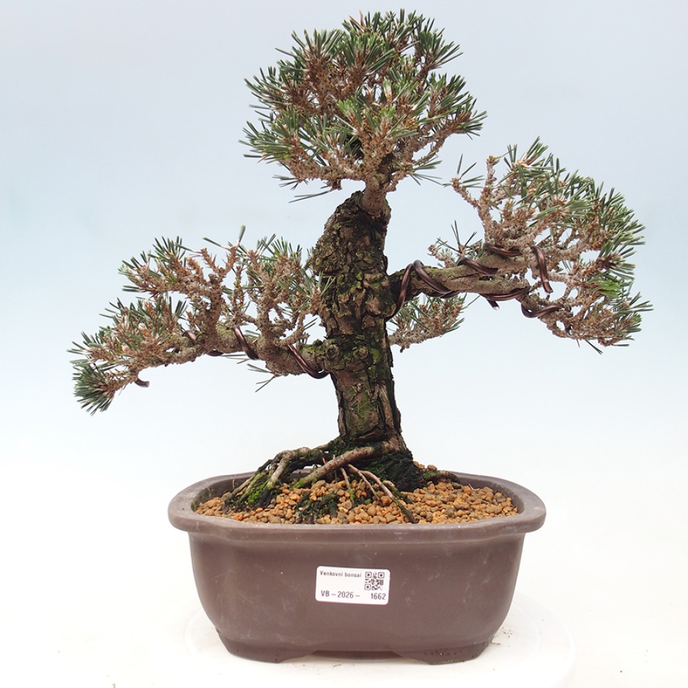 Bonsaï d'extérieur - Pinus thunbergii Kotobuki - Pin de Thunberg