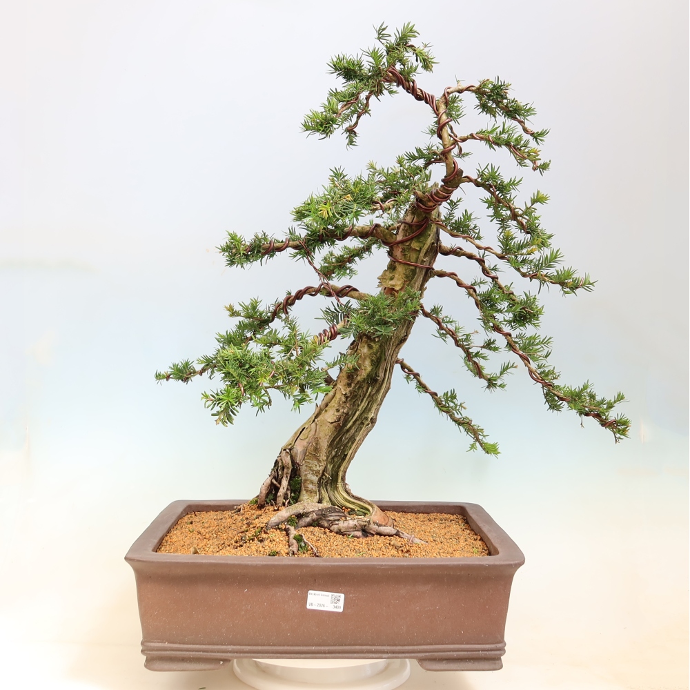 Bonsaï d'extérieur - Taxus baccata  - If rouge