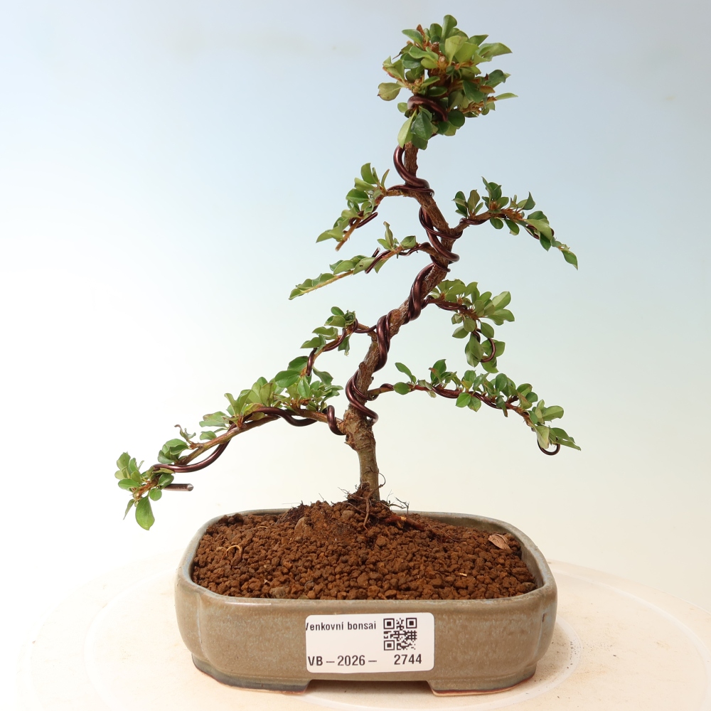 Bonsaï d'extérieur - Cotoneaster horizontalis - Rocky Mountain
