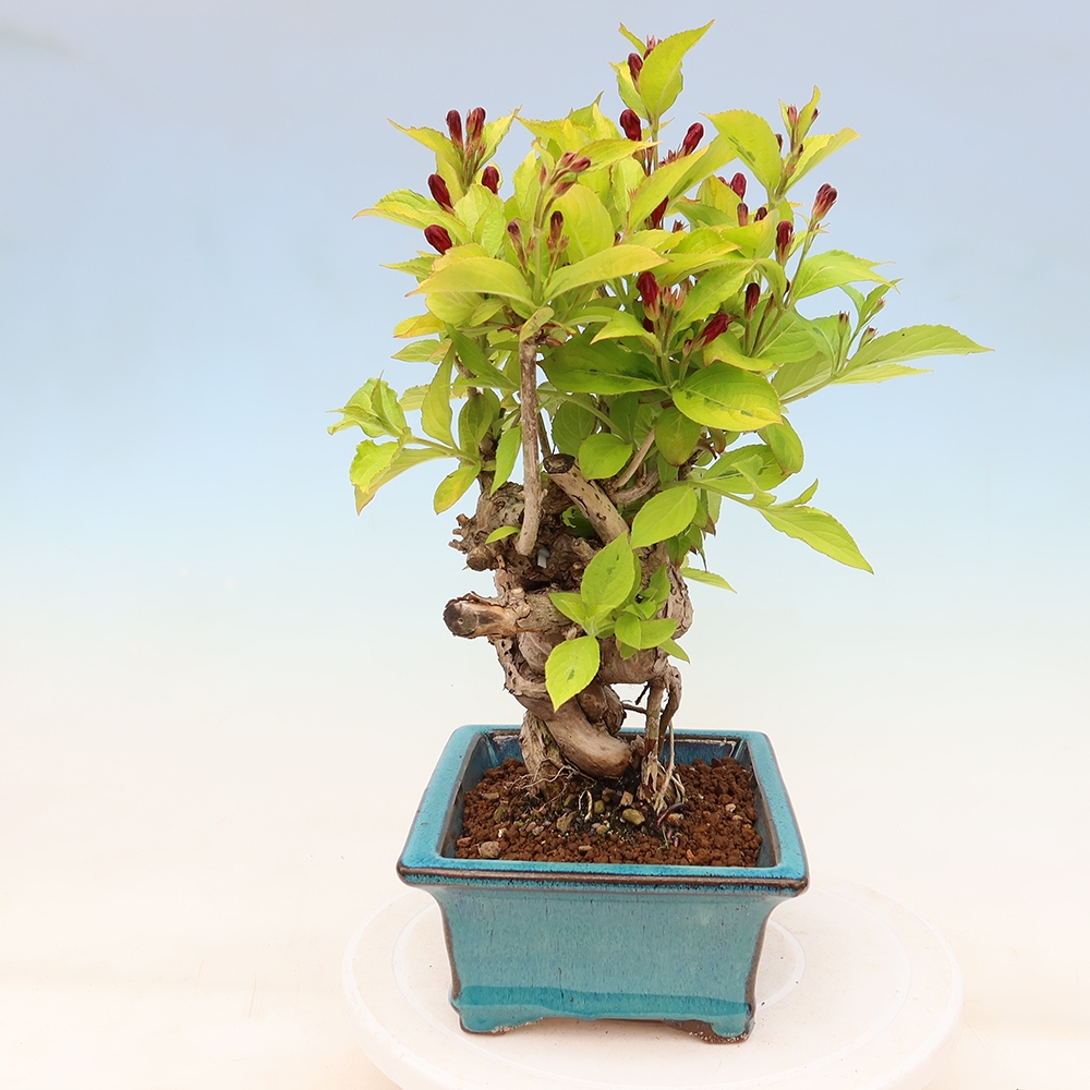 Bonsaï d'extérieur - Weigela subsessilis - Weigela de Corée