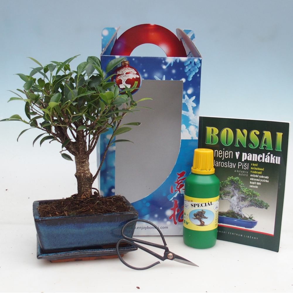 Bonsaï de chambre en boîte cadeau Ficus retusa - Ficus à petites feuilles
