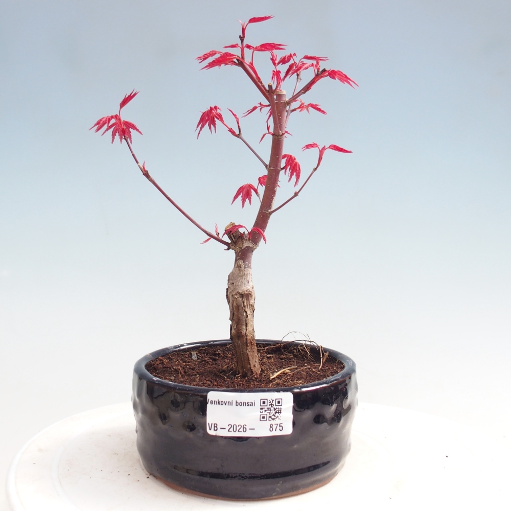 Bonsaï d'extérieur - Acer palmatum DESHOJO