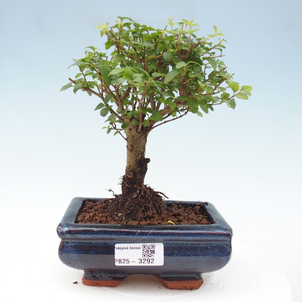 Bonsaï de chambre -Ligustrum chinensis - Bec d'oiseau