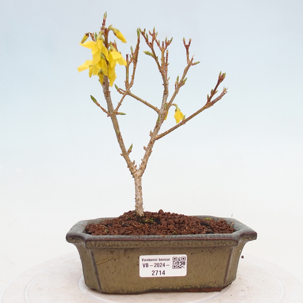 Bonsaï d'extérieur - Zlatice - Forsythia intermedia
