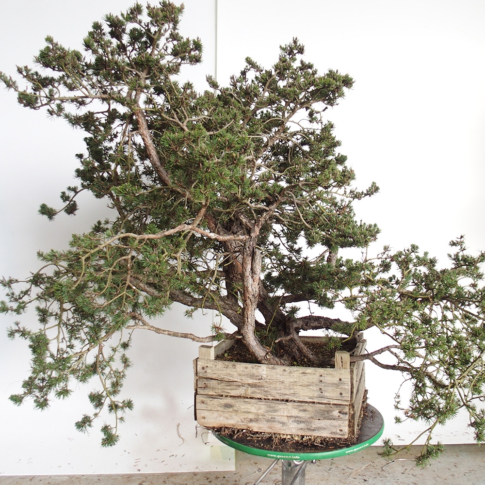 Yamadori - Pinus sylvestris Espagne