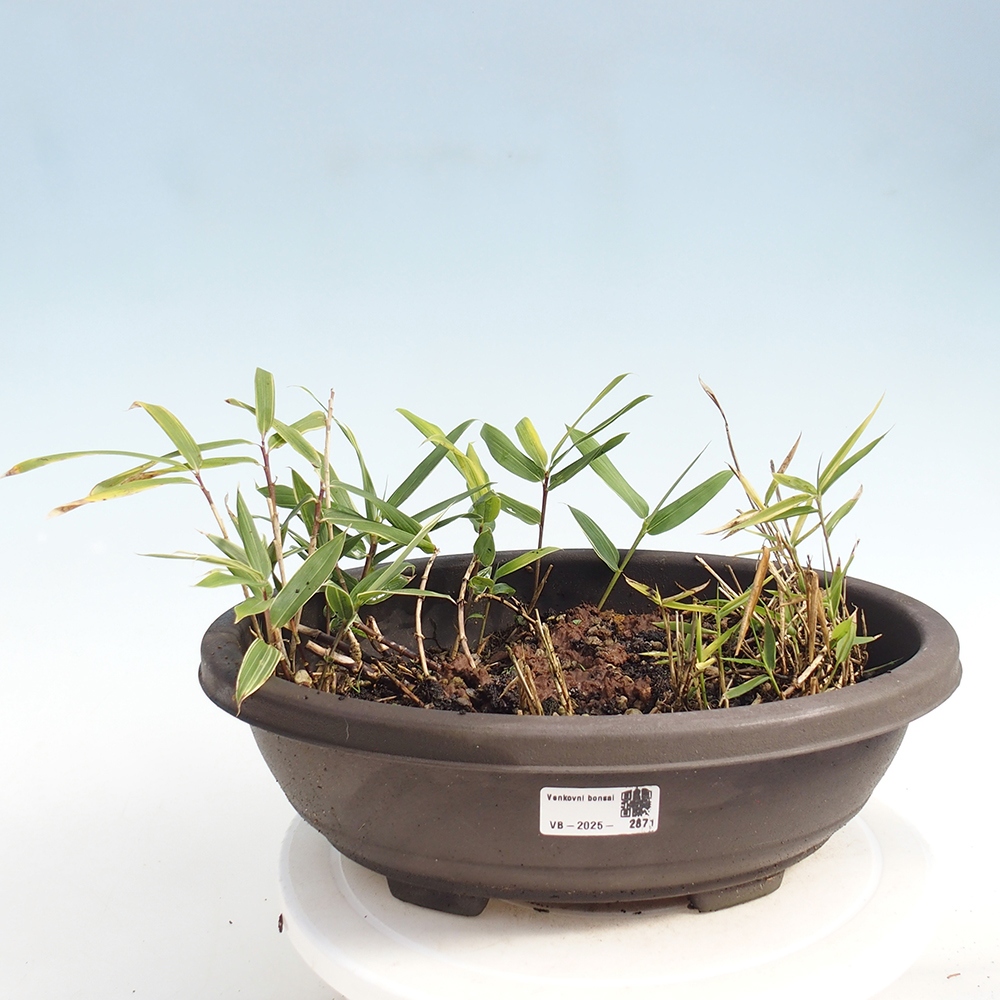 Bonsaï d'extérieur - Sasaella masamuneana Albostriata - Bambou
