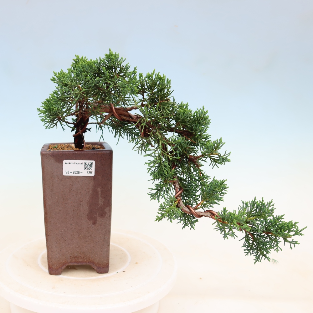 Bonsaï d'extérieur - Juniperus chinensis Kishu