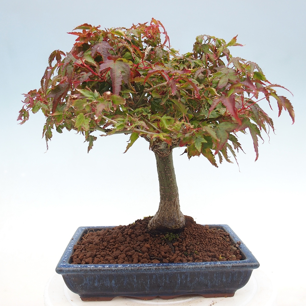 Acer palmatum KIOHIME - Érable palmé